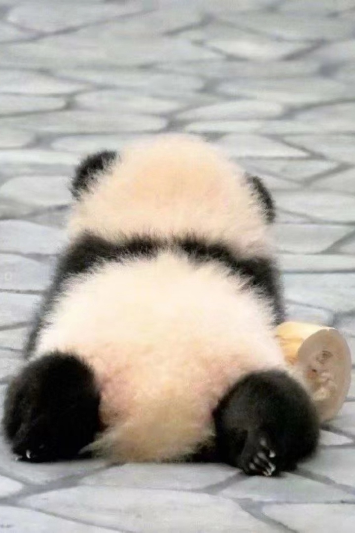 熊猫幼崽为爱低头无防盗